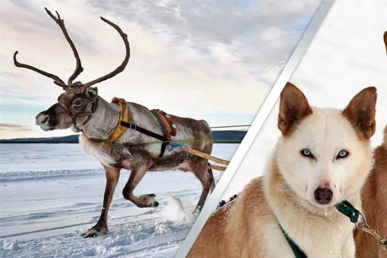 Levi: Lapland Reindeer and Husky Safari - The quiet 1-kilometer reindeer safari
