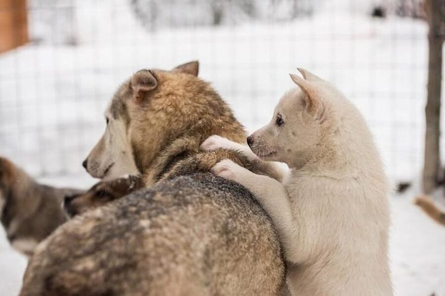 Levi: Lapland Reindeer and Husky Safari - Why the small scale can make a difference