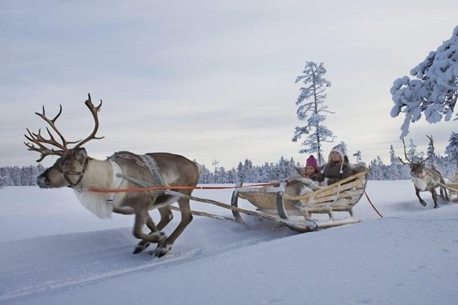 Levi: Lapland Reindeer and Husky Safari - Is $294 a fair price?