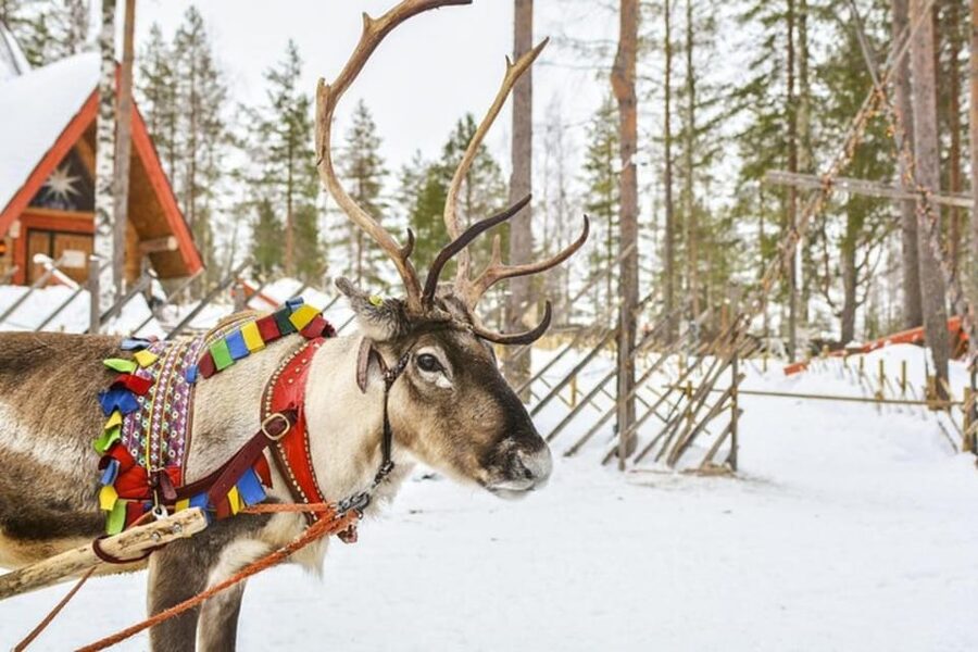 Levi: Lapland Reindeer and Husky Safari - Who will enjoy this most?