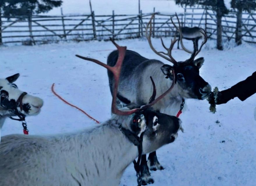 Levi: Lapland Reindeer Safari - From Levi’s center to Sokkaporantie 44