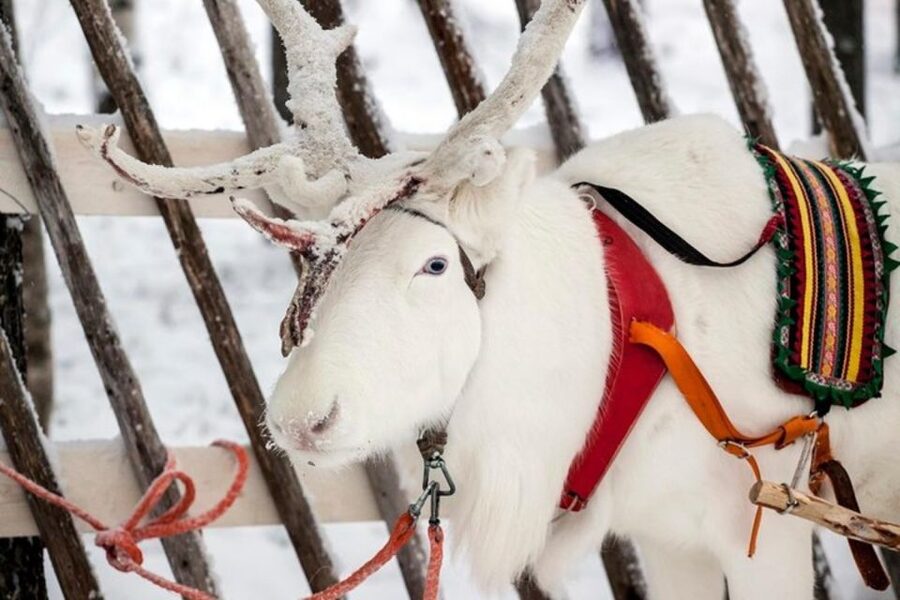 Levi: Lapland Reindeer Safari - Who will enjoy this reindeer safari?