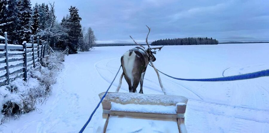 Levi: Lapland Reindeer Safari - Should you book the Levi reindeer safari?