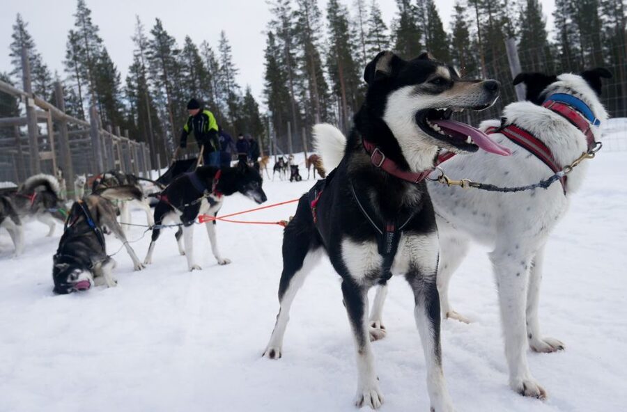 Levi Polar Lights Tours: Arctic Circle Guided Husky Tour - The four details that shape this husky safari