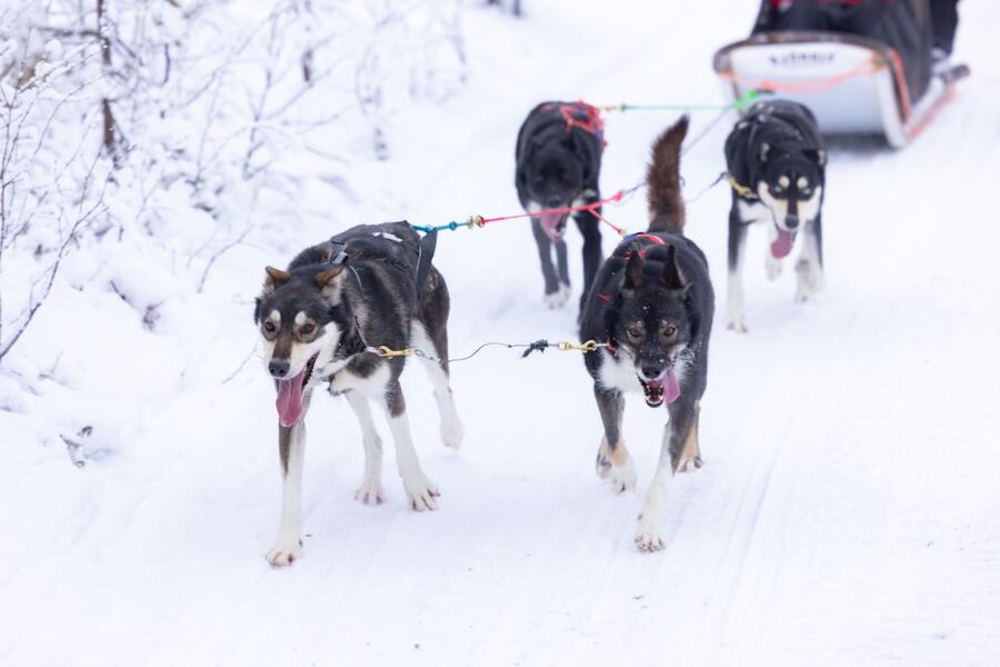 Levi Polar Lights Tours: Arctic Circle Guided Husky Tour - Starting at Hissitie 11 in central Levi
