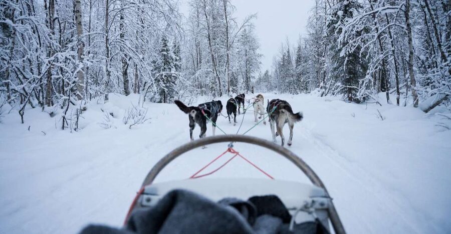 Levi Polar Lights Tours: Arctic Circle Guided Husky Tour - One hour among the Alaskan huskies