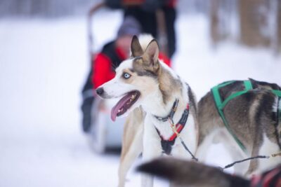 Levi Polar Lights Tours: Arctic Circle Guided Husky Tour