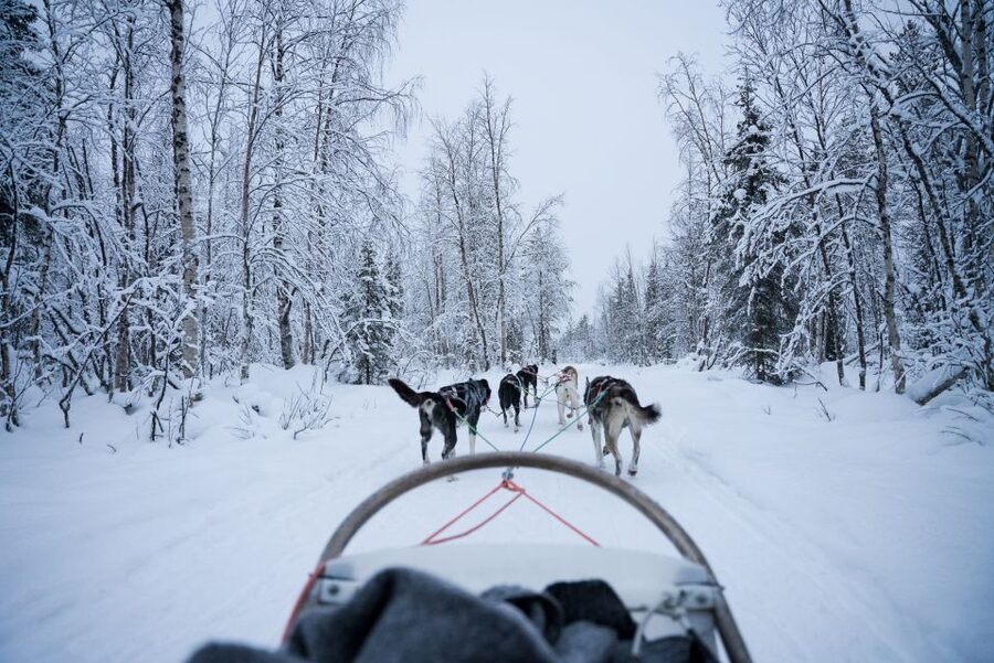 Levi Polar Lights Tours: Arctic Circle Guided Husky Tour - Should you book Levi Polar Lights Tours?