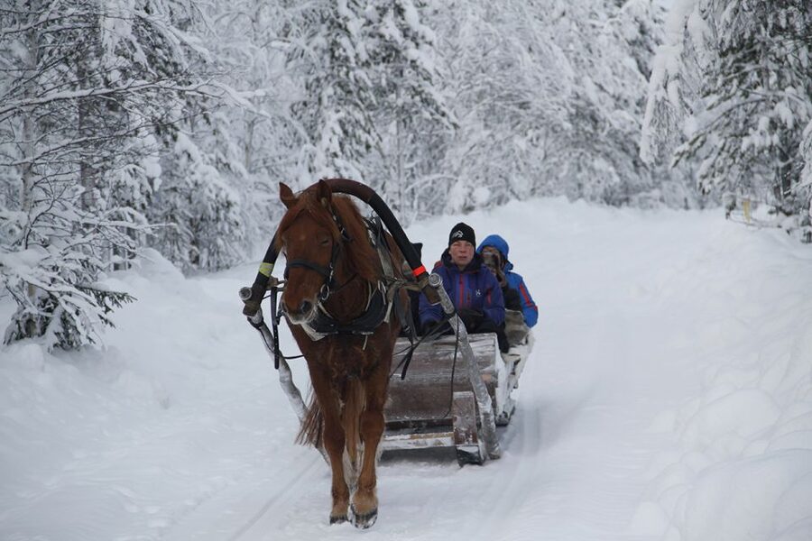 Levi, Polar Lights Tours: One Horse Open Sleigh Ride - Key points at a glance