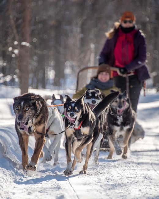 Levi Polar Lights Tours: Reindeer and Husky Taster - Key points before you book