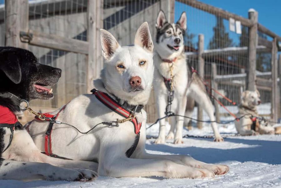 Levi Polar Lights Tours: Reindeer and Husky Taster - Time for photographs and a hot drink