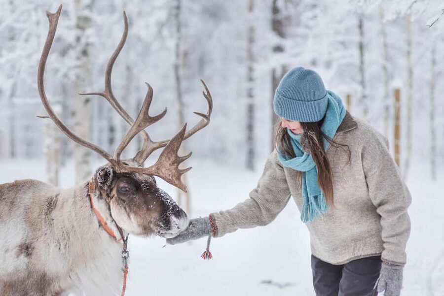 Levi Polar Lights Tours: Reindeer and Husky Taster - Why the 1.5-hour schedule works, and where it falls short