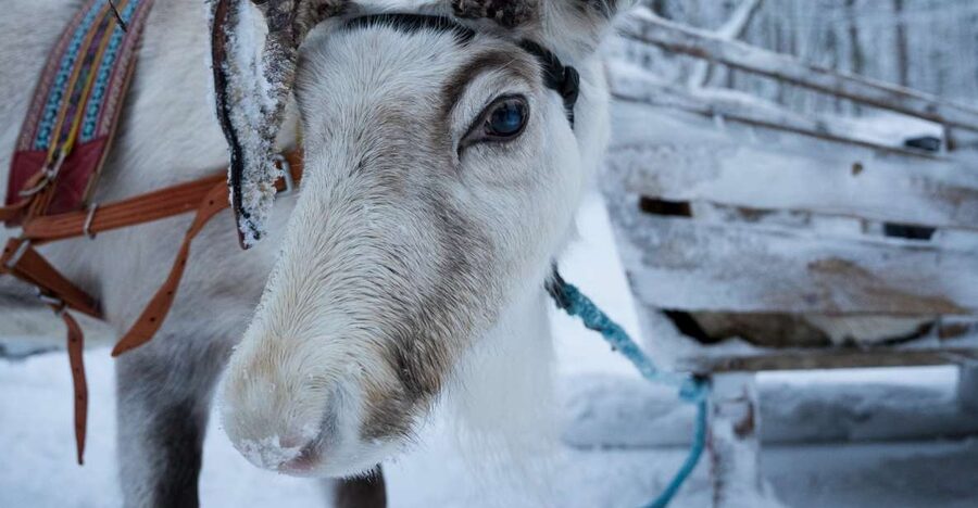 Levi Polar Lights Tours: Reindeer and Husky Taster - Meeting the Polar Lights Tours bus in Levi