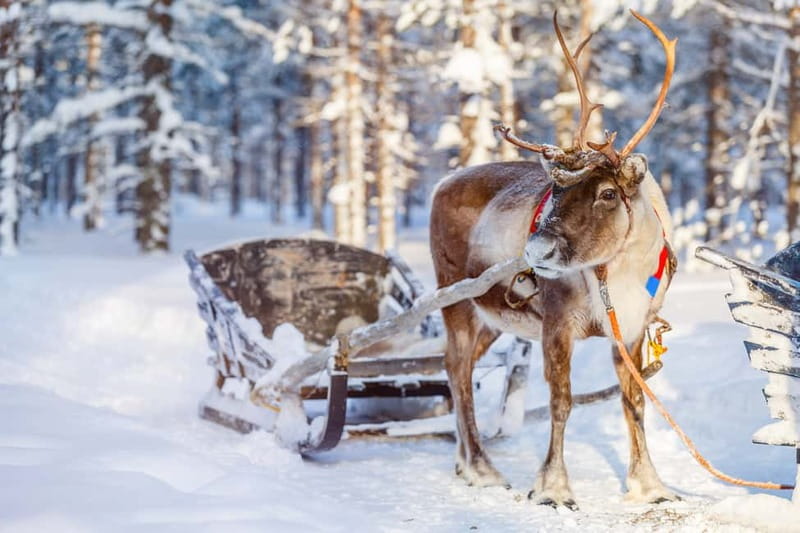 Levi: Reindeer Experience with Sled Ride - Key Points Before You Book