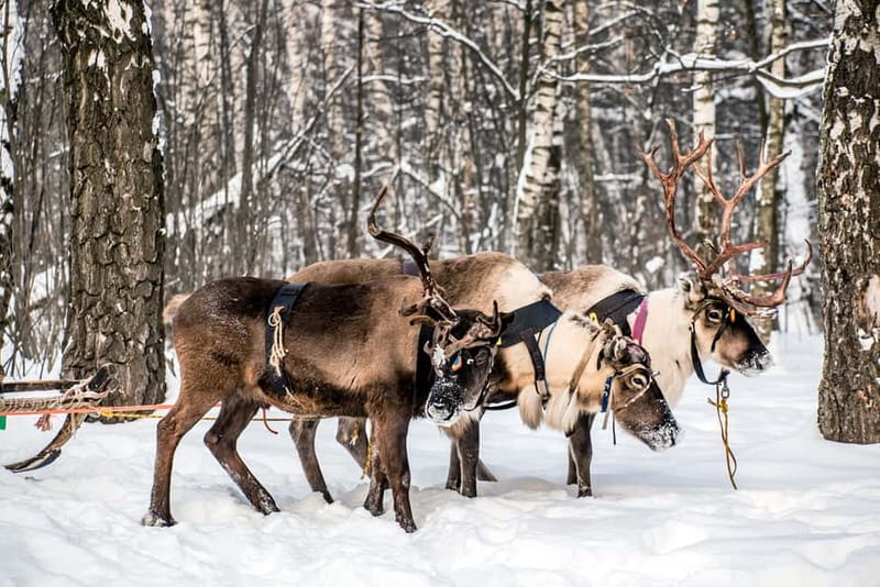 Levi: Reindeer Experience with Sled Ride - Feeding the Reindeer and Taking Photos