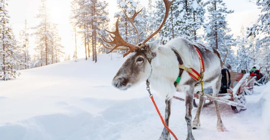 Levi: Reindeer Experience with Sled Ride - Is $142 a Fair Price?