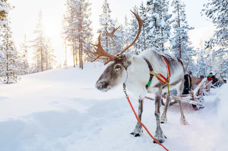 Levi: Reindeer Experience with Sled Ride - Who Will Enjoy This Activity Most?