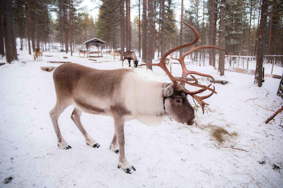 Levi: Reindeer Farm E-Fatbike Safari - Meeting reindeer at the farm