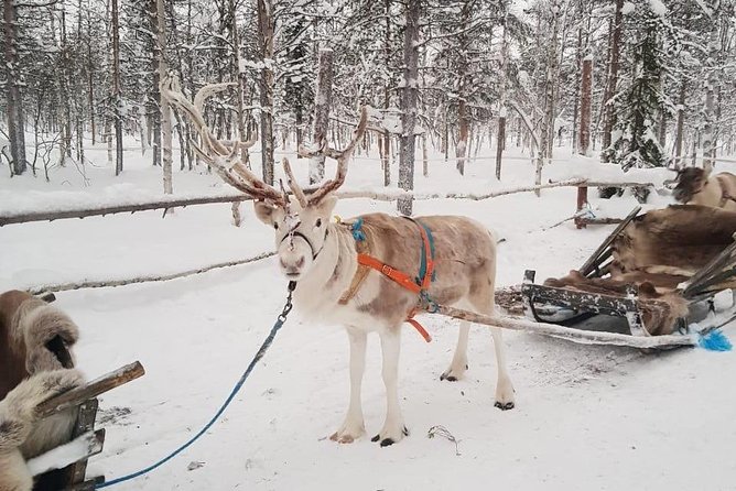 Levi Reindeer Safari - Long or Quick - with Sledge Ride - Small groups, but check the maximum
