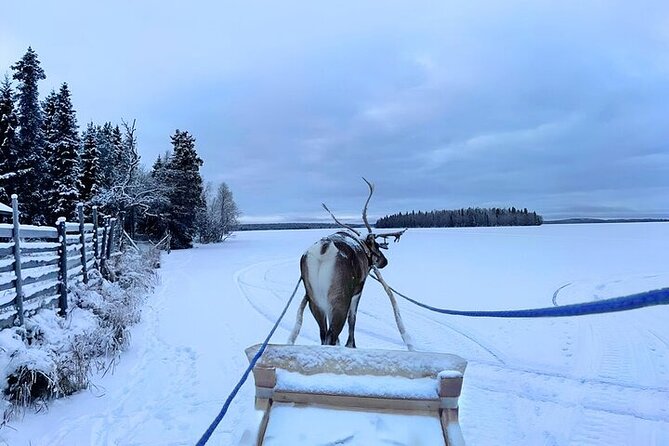 Levi Reindeer Safari - Long or Quick - with Sledge Ride - Who will enjoy this most?