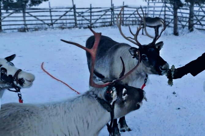 Levi Reindeer Safari - Long or Quick - with Sledge Ride - The 1-kilometer sledge ride