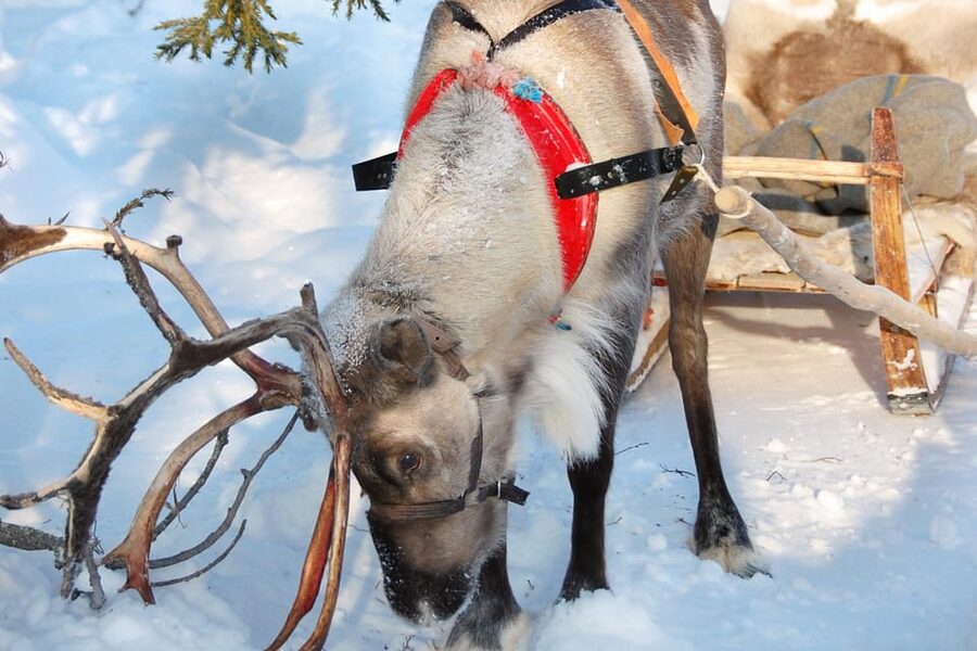 Levi: Reindeer Sleigh Ride Tour in Snowy Forest - Leaving Levi for a quiet forest ride