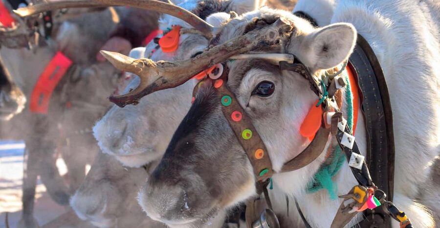 Levi: Reindeer Sleigh Ride Tour in Snowy Forest - The Kermikkä reindeer and what the name means