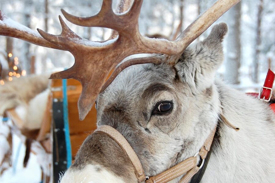 Levi: Reindeer Sleigh Ride Tour in Snowy Forest - Thirty minutes among snow-covered trees