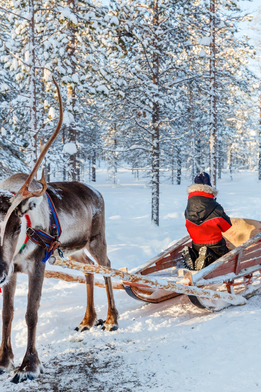 Levi: Reindeer Sleigh Ride Tour in Snowy Forest - Why the photo stop matters
