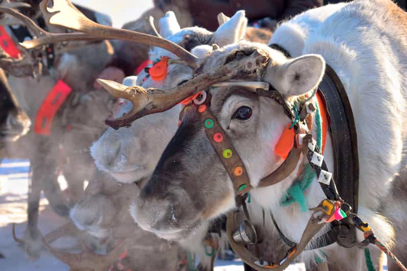 Levi: Reindeer Sleigh Ride Tour in Snowy Forest - Is $103 a fair price?