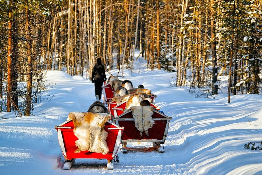 Levi: Reindeer Sleigh Ride Tour in Snowy Forest - A 10-minute briefing before the sleigh