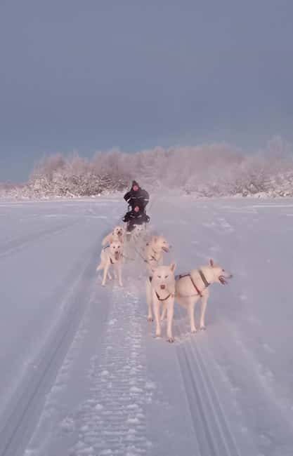 Levi: Self-Drive 2 KM Husky Sledding Experience - A short sled ride with a hands-on feel