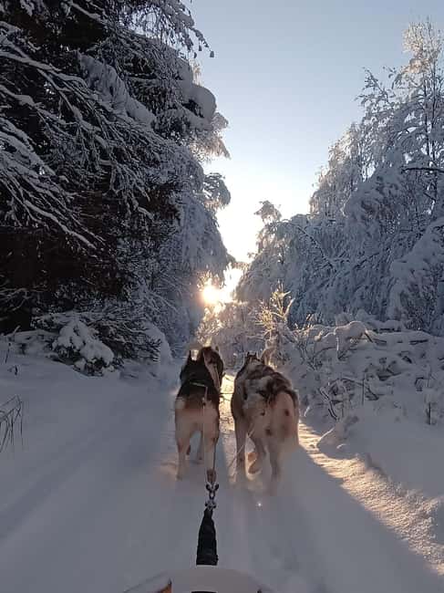Levi: Self-Drive 2 KM Husky Sledding Experience - Arriving at Kurjennivantie 118