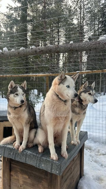 Levi: Self-Drive 5 KM Husky Sledding Experience - Key points at a glance