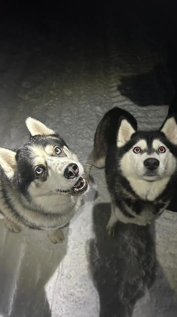 Levi: Self-Drive 5 KM Husky Sledding Experience - What makes this husky ride different