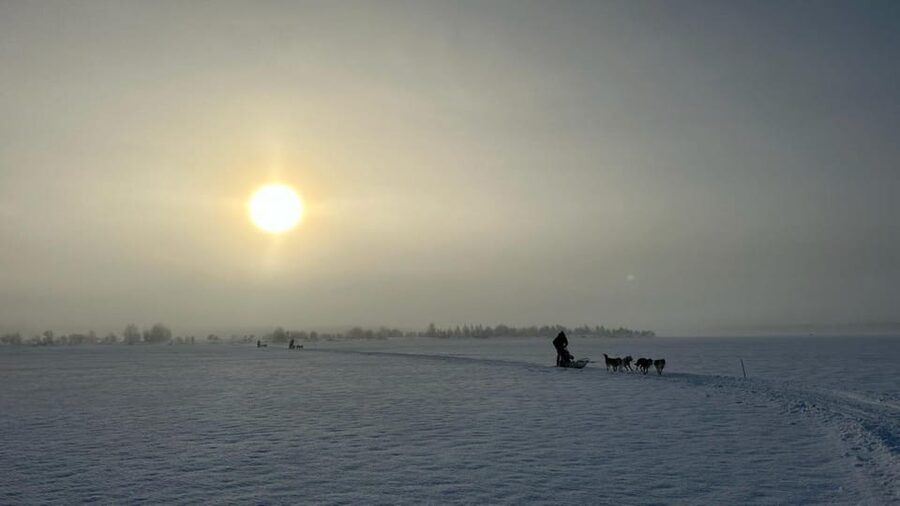 Levi: Self-Drive 5 KM Husky Sledding Experience - Learning to handle your own team