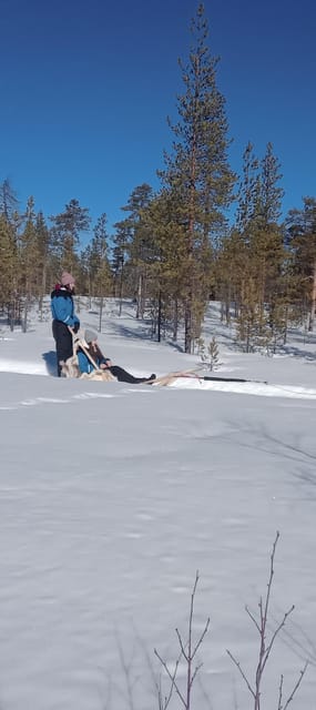 Levi: Self-Drive 5 KM Husky Sledding Experience - Meeting the huskies before the sled ride