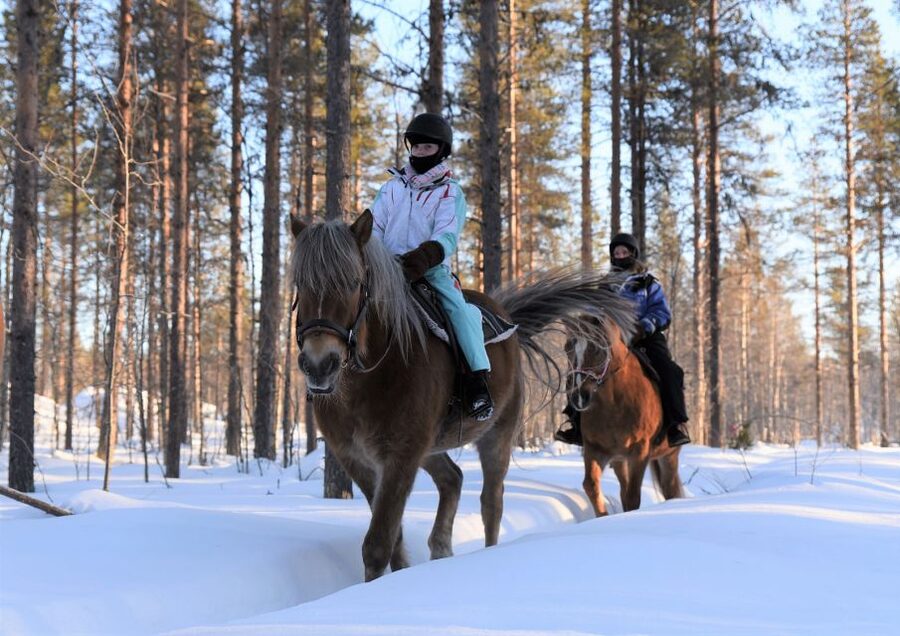 Levi: Snowy Forest Ride and Polar Lights Tours - A peaceful alternative to the usual Lapland rides