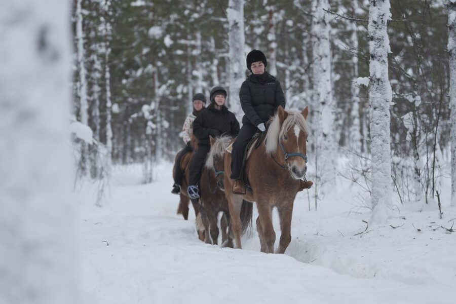 Levi: Snowy Forest Ride and Polar Lights Tours - A ten-minute photo stop without rushing the horses
