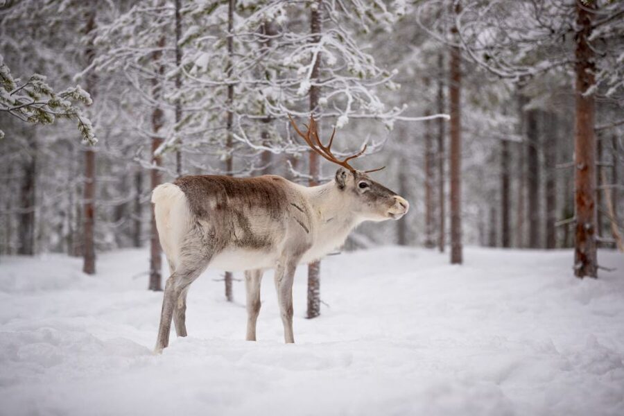 Levi: Traditional Reindeer Husbandry Experience - Key points at a glance