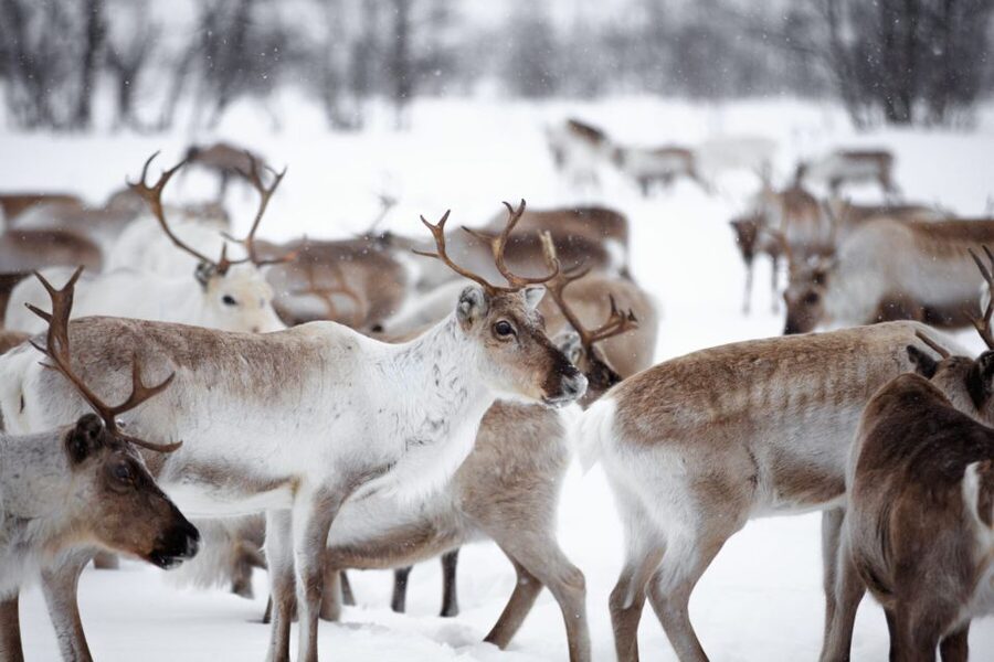 Levi: Traditional Reindeer Husbandry Experience - Why this reindeer experience feels different