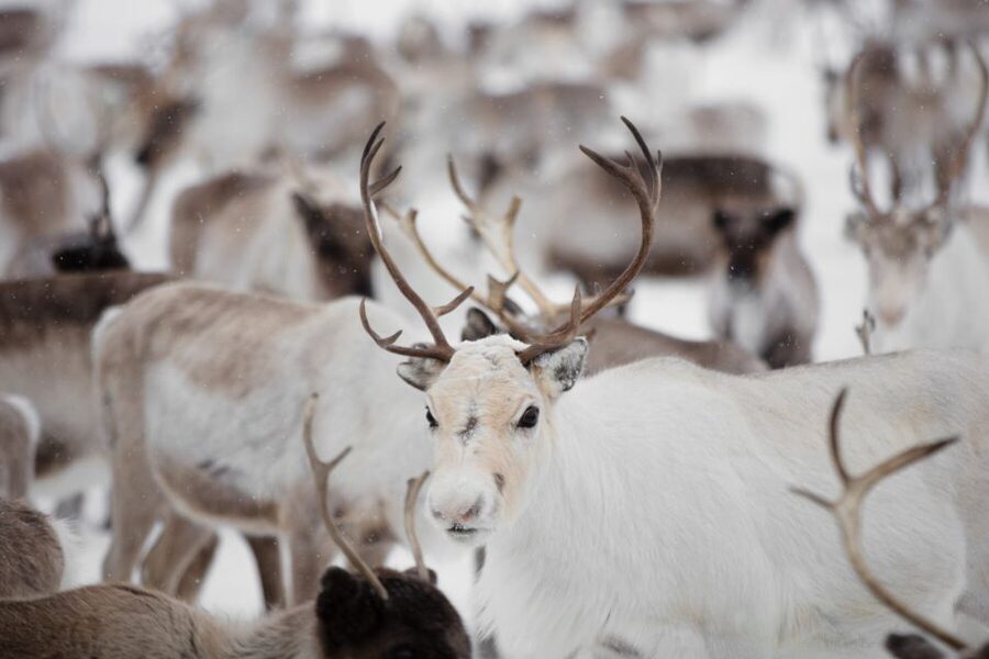 Levi: Traditional Reindeer Husbandry Experience - Meeting the herder and learning the yearly work