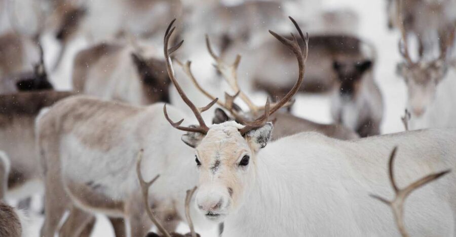 Levi: Traditional Reindeer Husbandry Experience - Feeding time and the open-fire break