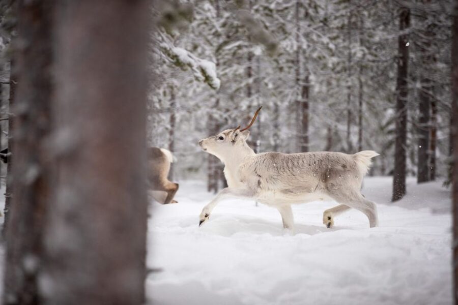 Levi: Traditional Reindeer Husbandry Experience - From Levi to the Olos and Pallas fells