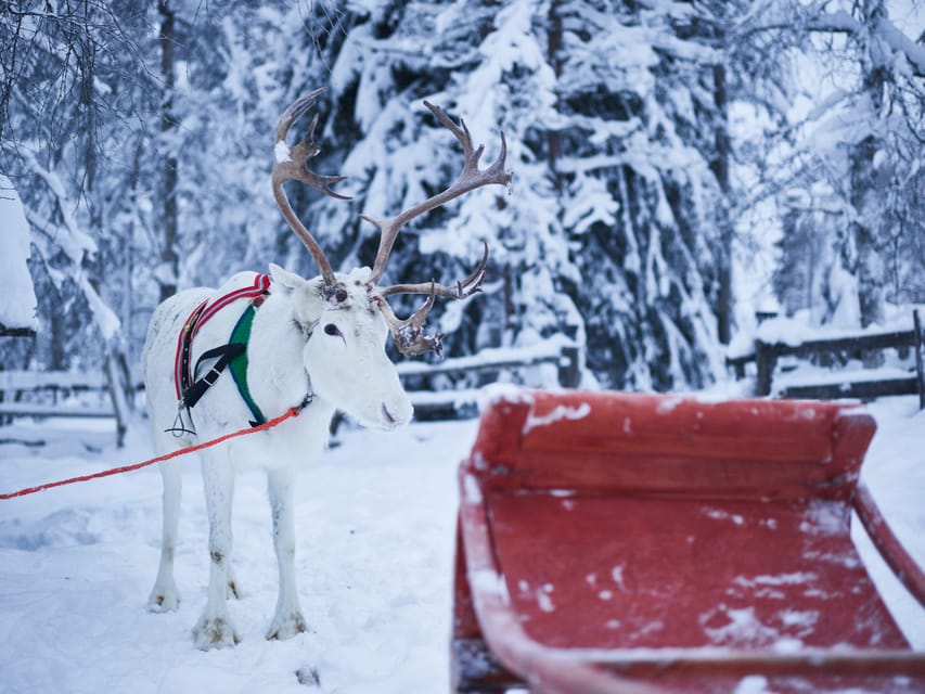 Levi: Winter Highlights Family Day - Meeting the huskies and taking the 500-meter ride