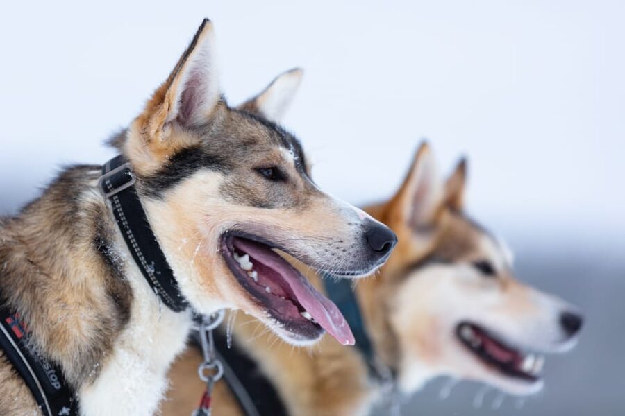 Levi: Winter Highlights Family Day - Learning about reindeer and riding a second sled