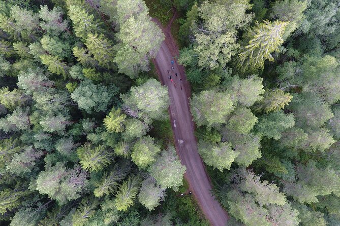 Magical Taiga Forest Hike with Lunch and Transportation - Finding Berries, Mushrooms, and Forest Details