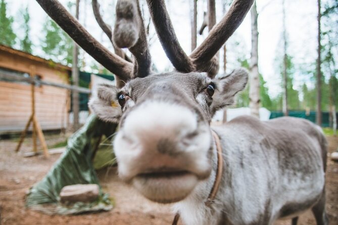 Meet Santa Claus & Santa's Reindeer Ride & Greet Huskies - Transport, group size, and the pickup boundary