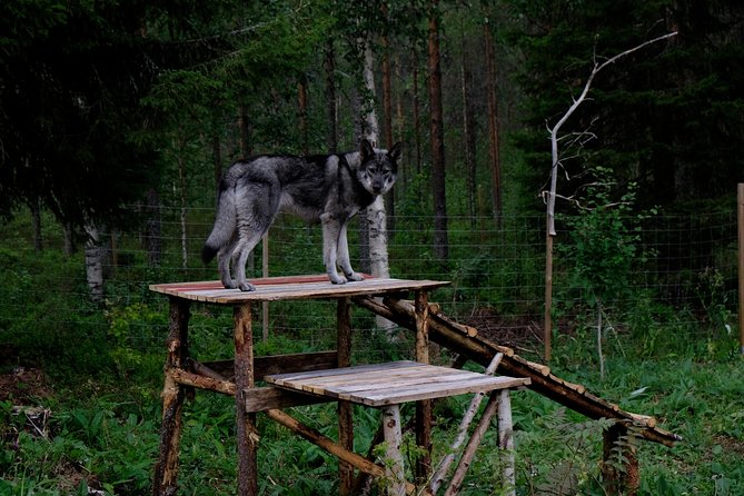 Meet Taivas & the Arctic Wolves - Private Tour - A private look at Arctic Wolfland Sanctuary