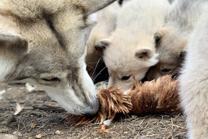 Meet Taivas & the Arctic Wolves - Private Tour - Walking from enclosure to enclosure